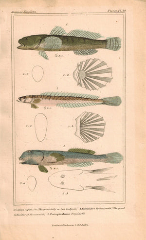 Great Goby Great Gobioides Fish 1834 Engraved Antique Cuvier Print Plate 49
