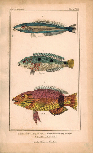 Labrus, Julis, Crenilabrus Fish 1834 Engraved Antique Cuvier Print Plate 52