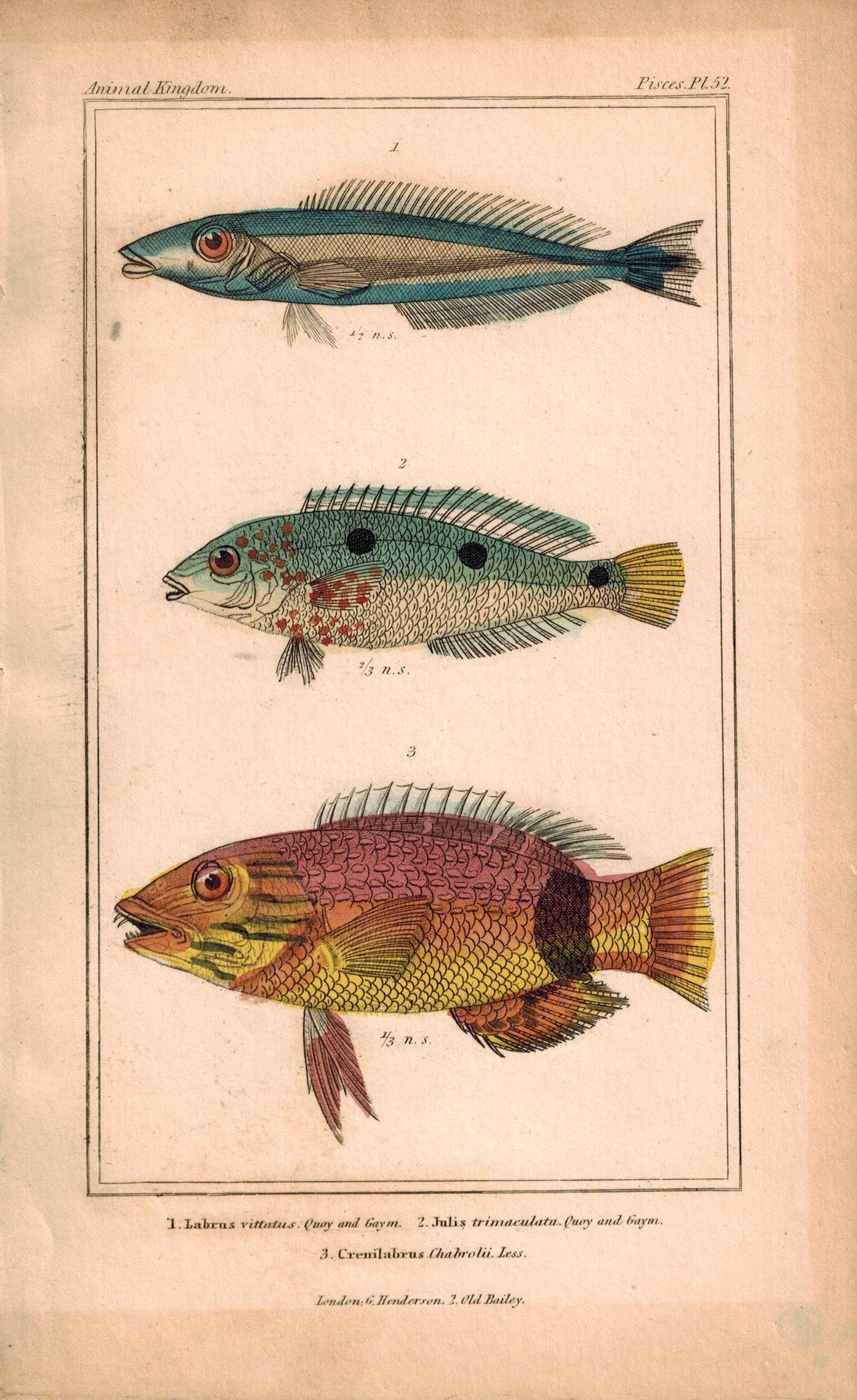 Labrus, Julis, Crenilabrus Fish 1834 Engraved Antique Cuvier Print Plate 52
