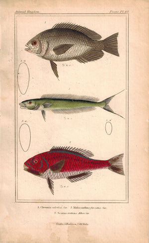 Chromis, malacanfhns, Scarus Fish 1834 Engraved Antique Cuvier Print Plate 60