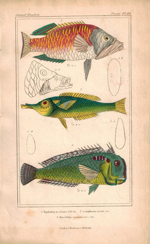 Epibulus, Gomphosus, Xirichthys Fish 1834 Engraved Antique Cuvier Print Plate 54