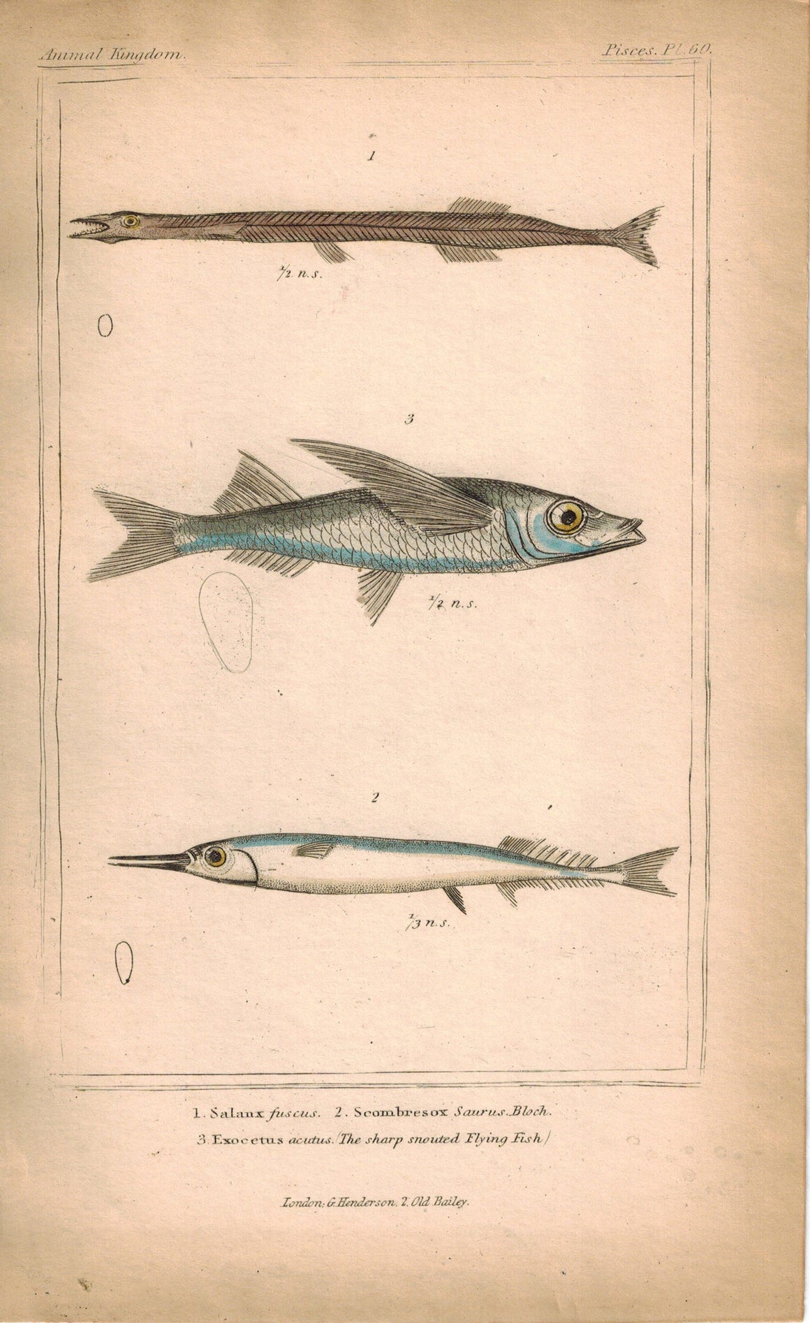 Salanx Scombresox Sharp Snouted Flying Fish 1834 Engraved Cuvier Print Plate 60