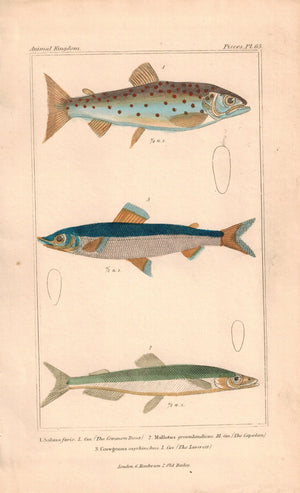 Trout, Capellan, Laverett Fish Print 1834 Engraved Antique Cuvier Plate 65