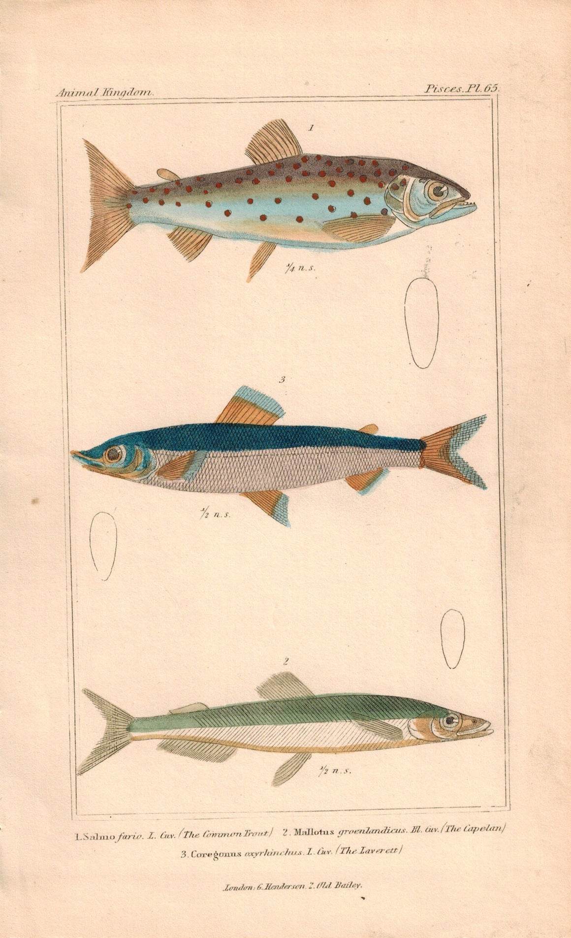 Trout, Capellan, Laverett Fish Print 1834 Engraved Antique Cuvier Plate 65