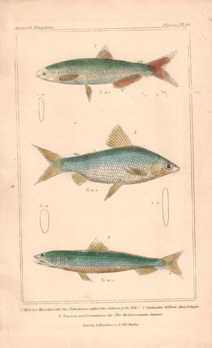 Salmon Of Nile, Curinnata, Mediterranean Saurus Fish Print 1834 Cuvier Plate 66