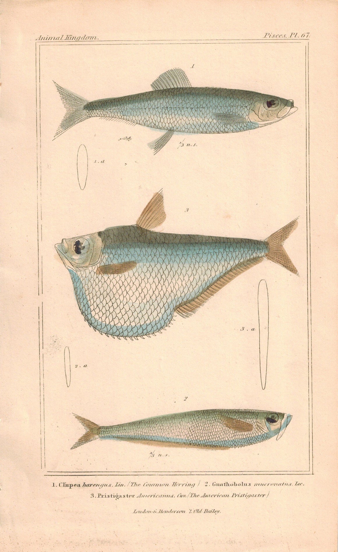 Common Herring, American Pristigaster Fish Print 1834 Engraved Cuvier Plate 67