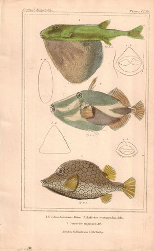 Triodon, Balistes, Ostracion Fish Print 1834 Engraved Antique Cuvier Plate 76