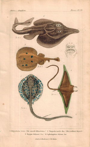 Rhinobatus, Ocellated Torpedo, Trygon Fish Print 1834 Engraved Cuvier Plate 79