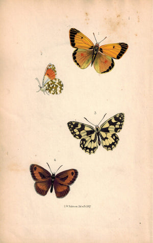 British Butterflies and Moths 1867 Print by Robinson Colias Edusa, Arge Galathea