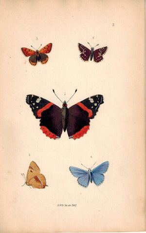 British Butterflies and Moths 1867 Print by Robinson Vanessa Atalant