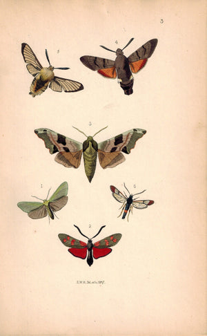British Butterflies and Moths 1867 Print by Robinson Smerinthus Tiliae
