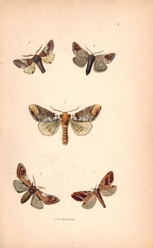 British Butterflies and Moths 1867 Print by Robinson Pygaera Bucephala