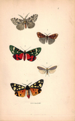British Butterflies and Moths 1867 Print by Robinson Arctia Villica