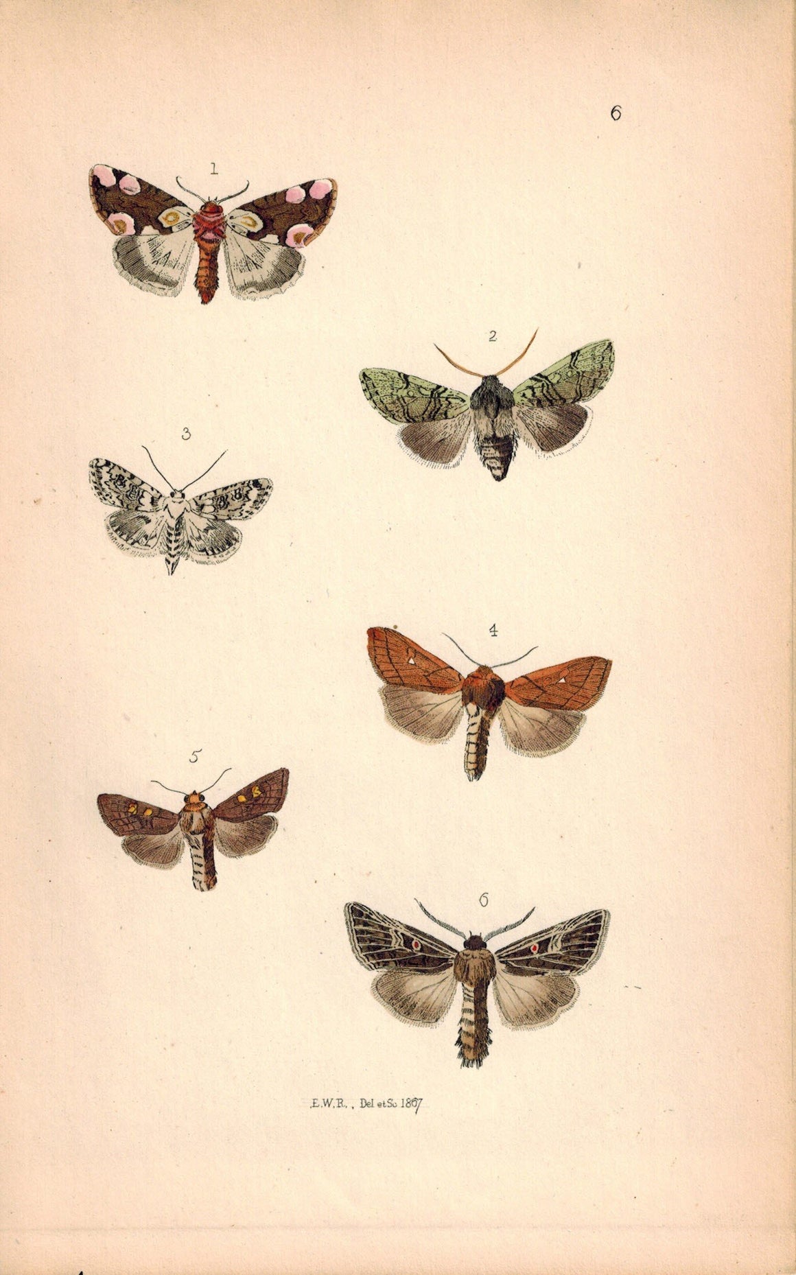 British Butterflies and Moths 1867 Print by Robinson Heliophobbus Popularis