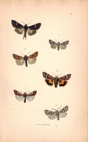 British Butterflies and Moths 1867 Print by Robinson Triphaena Lanthina