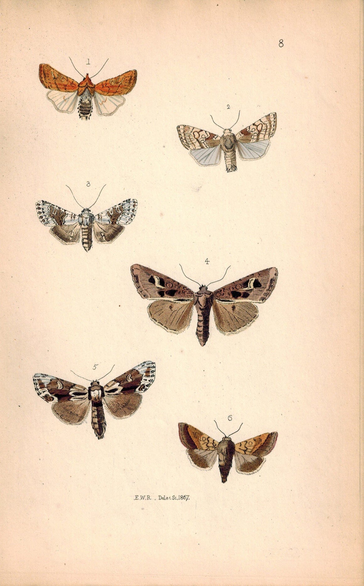 British Butterflies and Moths 1867 Print by Robinson Phlogophora Empyrea