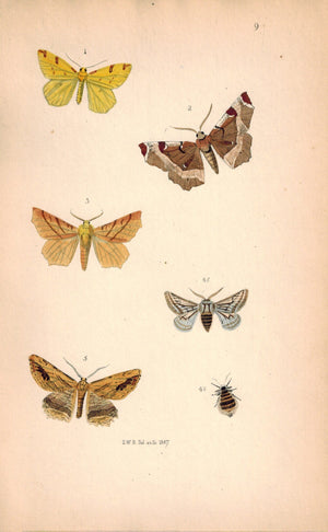 British Butterflies and Moths 1867 Print by Robinson Selenia Illustraria