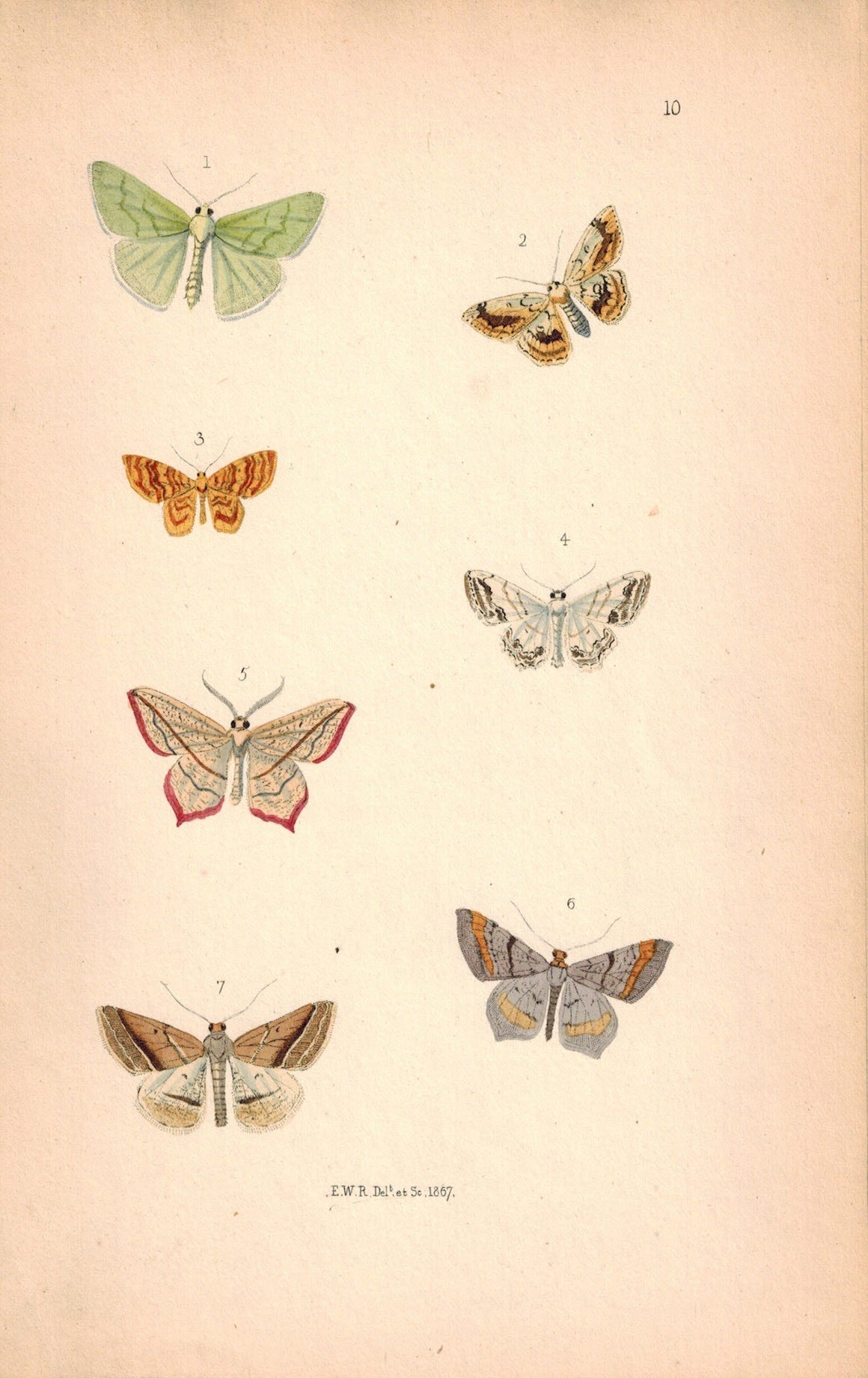British Butterflies and Moths 1867 Print by Robinson Bradyepetes Amataria