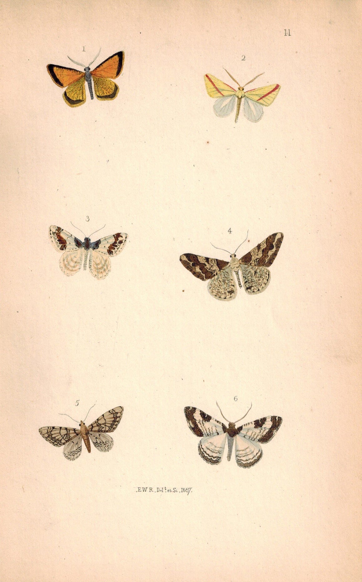 British Butterflies and Moths 1867 Print by Robinson Hybernia Leucophearia