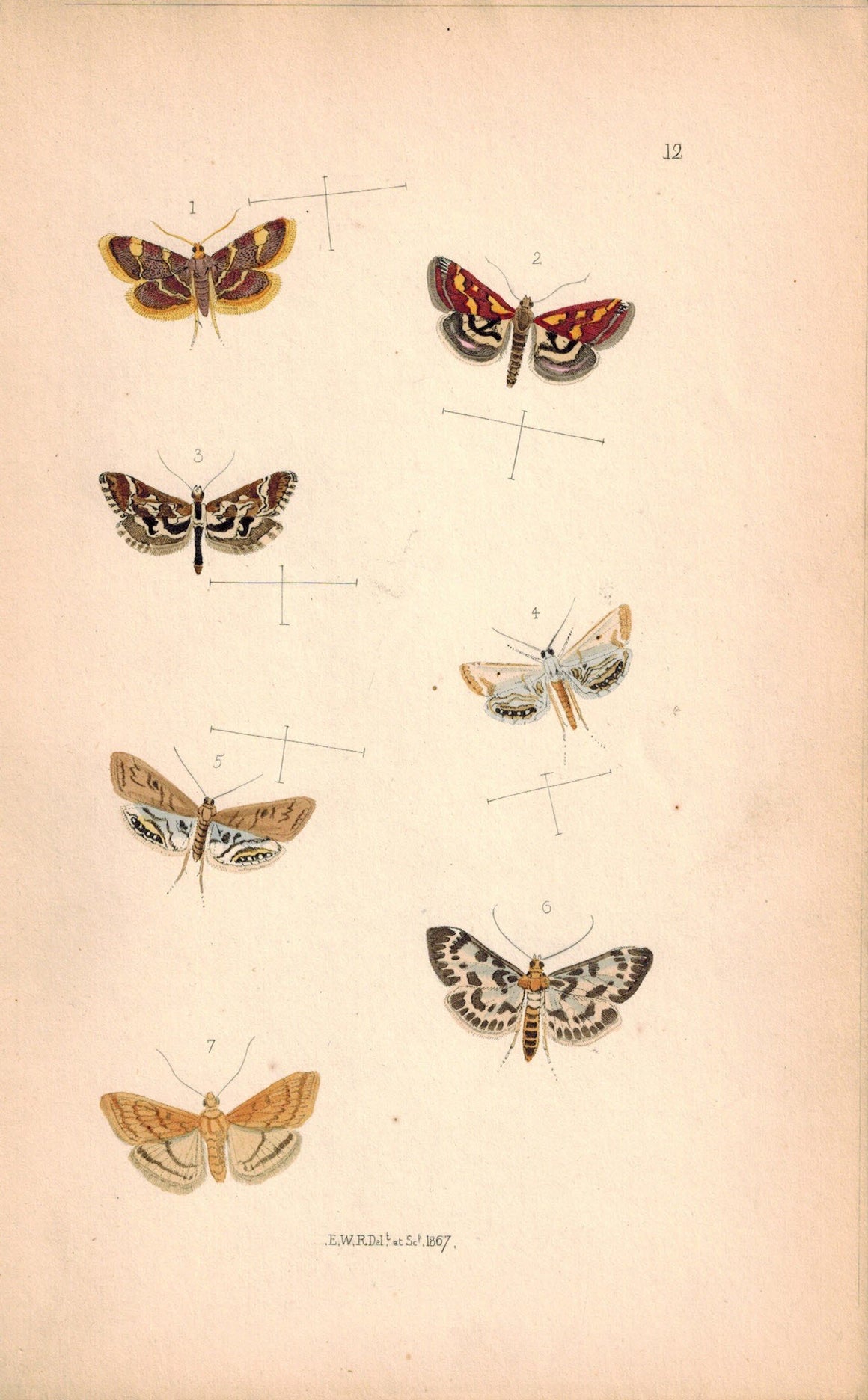 British Butterflies and Moths 1867 Print by Robinson Botys Urticata