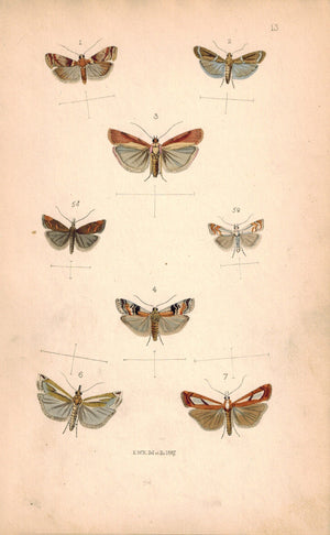 British Butterflies and Moths 1867 Print by Robinson Pempelia Carnella