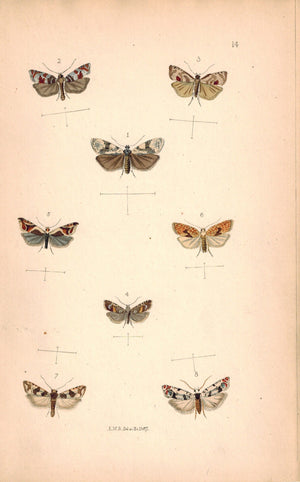 British Butterflies and Moths 1867 Print by Robinson Antithesia Corticana