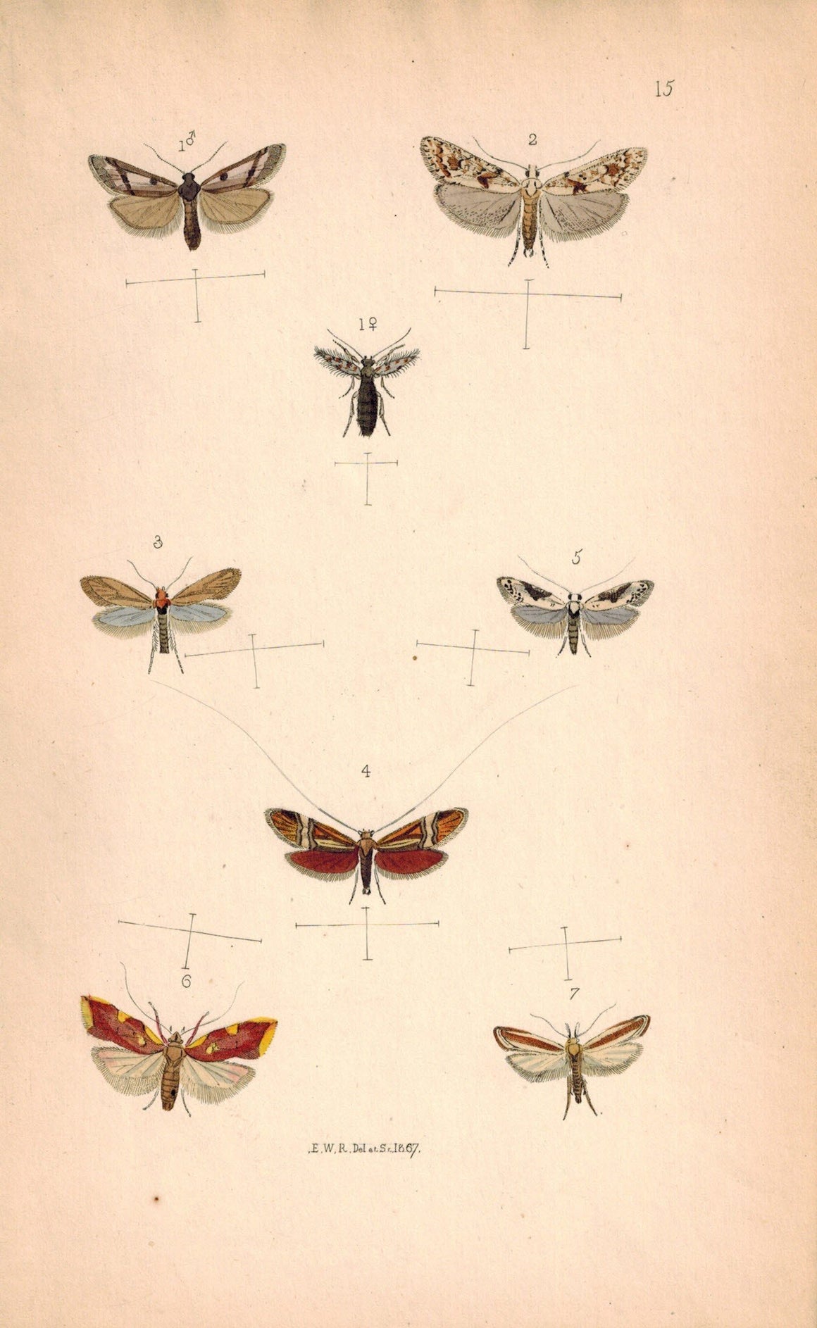 British Butterflies and Moths 1867 Print by Robinson Adela De Geerella