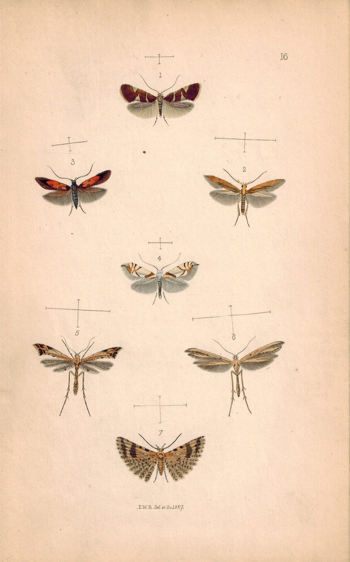 British Butterflies and Moths 1867 Print by Robinson Chrysoclista Linneella