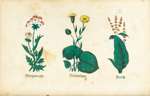 1868 Nature's Remedies - Dropwort Coltsfoot Dock - Dr. O Phelps Brown 