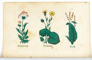1868 Nature's Remedies - Dropwort Coltsfoot Dock - Dr. O Phelps Brown