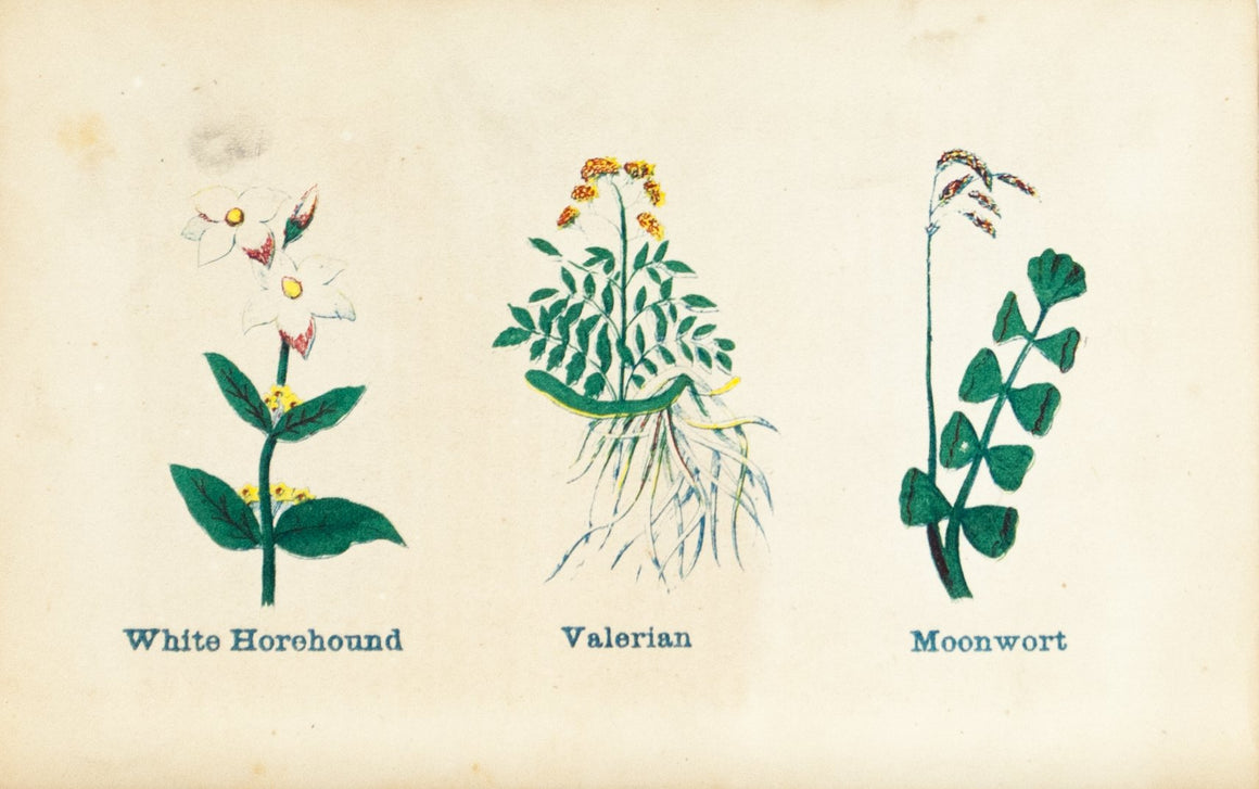 1868 Nature's Remedies - White Horehound Valerian Moonwort - Dr. O Phelps Brown 