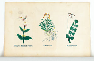 1868 Nature's Remedies - White Horehound Valerian Moonwort - Dr. O Phelps Brown