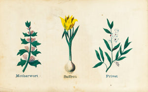 1868 Nature's Remedies - Motherwort Saffron Privet - Dr. O Phelps Brown 