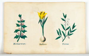 1868 Nature's Remedies - Motherwort Saffron Privet - Dr. O Phelps Brown