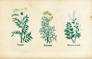 1868 Nature's Remedies - Tansy Yarrow Wormwood - Dr. O Phelps Brown 