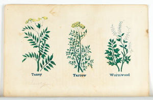 1868 Nature's Remedies - Tansy Yarrow Wormwood - Dr. O Phelps Brown