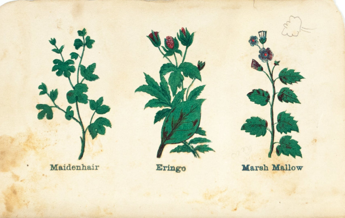 1868 Nature's Remedies - Maidenhair Eringo Marsh Mallow - Dr. O Phelps Brown 