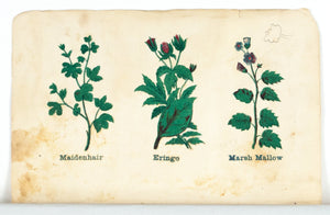 1868 Nature's Remedies - Maidenhair Eringo Marsh Mallow - Dr. O Phelps Brown