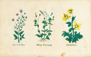 1868 Nature's Remedies - Devil's Bit Blue Vervain Crowfoot - Dr. O Phelps Brown 