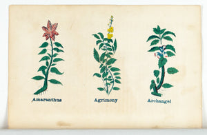 1868 Nature's Remedies - Amaranthus Agrimony Archangel - Dr. O Phelps Brown