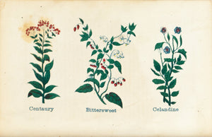 1868 Nature's Remedies - Centaury Bittersweet Celandine - Dr. O Phelps Brown 
