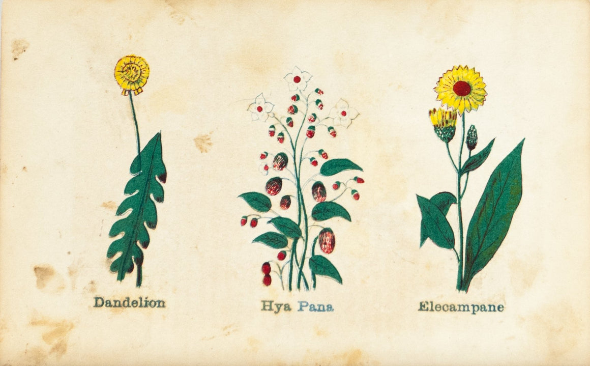 1868 Nature's Remedies - Dandelion Hya Pana Elecampane - Dr. O Phelps Brown 