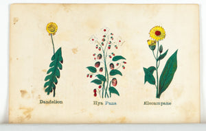 1868 Nature's Remedies - Dandelion Hya Pana Elecampane - Dr. O Phelps Brown