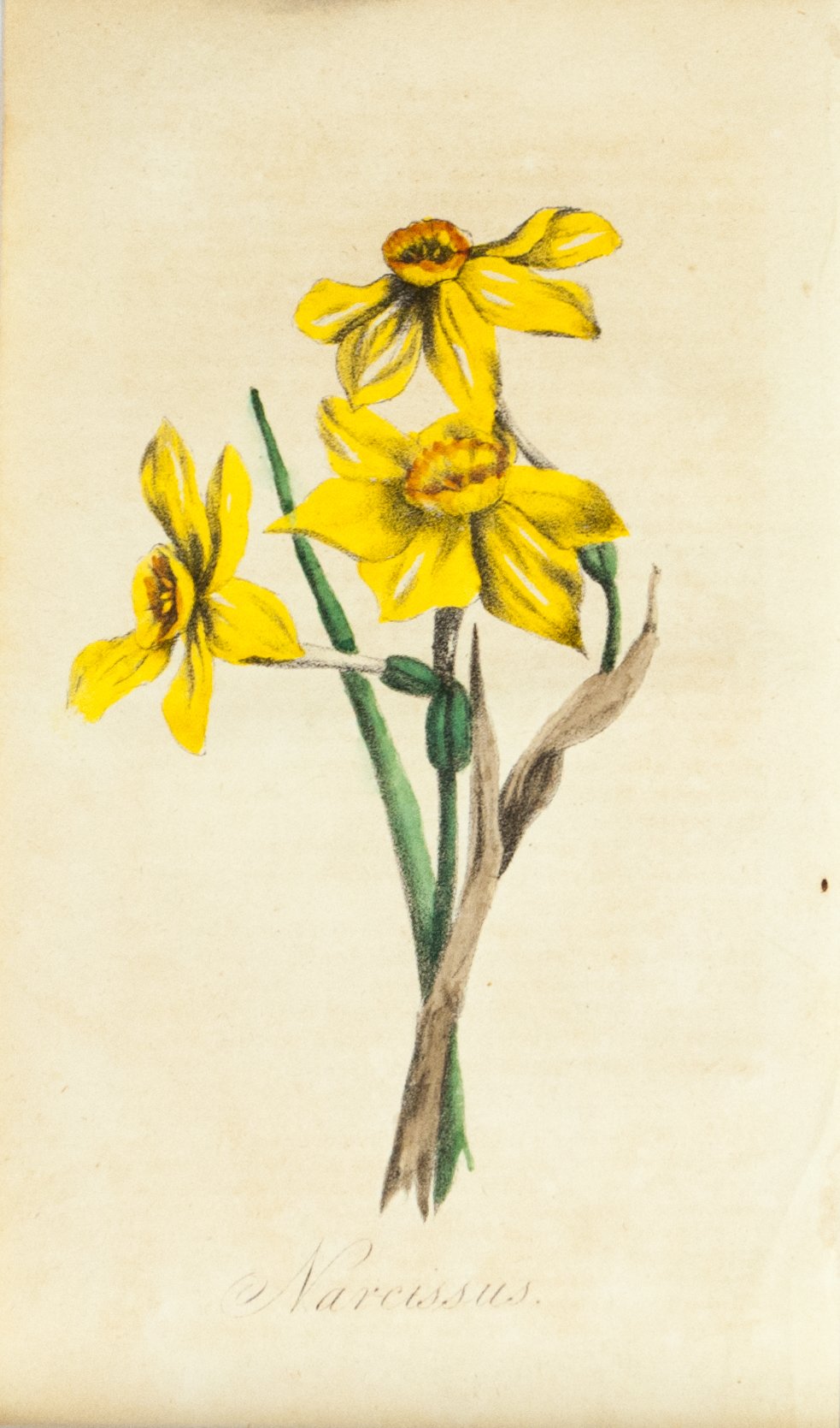 1830 Narcissus Flower