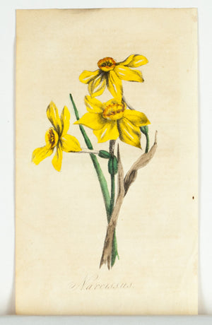 1830 Narcissus Flower