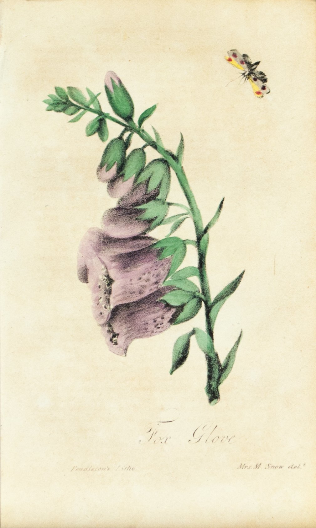 1830 Fox Glove Flower - Rev J L Blake 