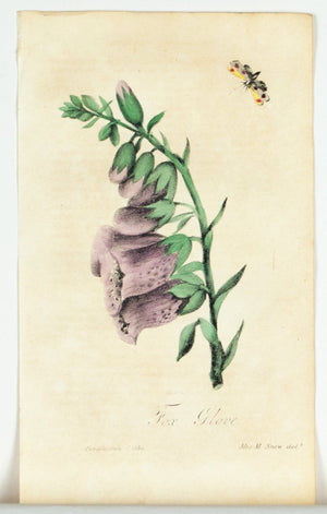 1830 Fox Glove Flower - Rev J L Blake