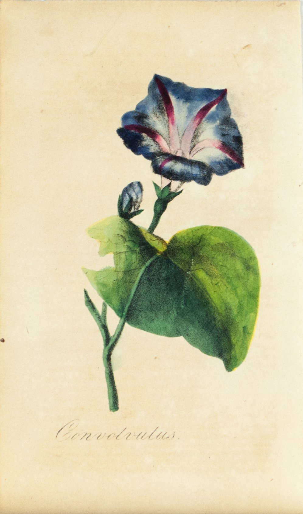 1830 Convolvulus Flower - Rev J L Blake 