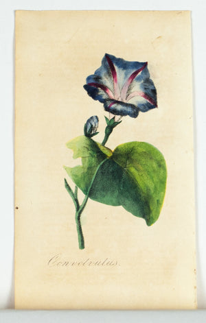1830 Convolvulus Flower - Rev J L Blake