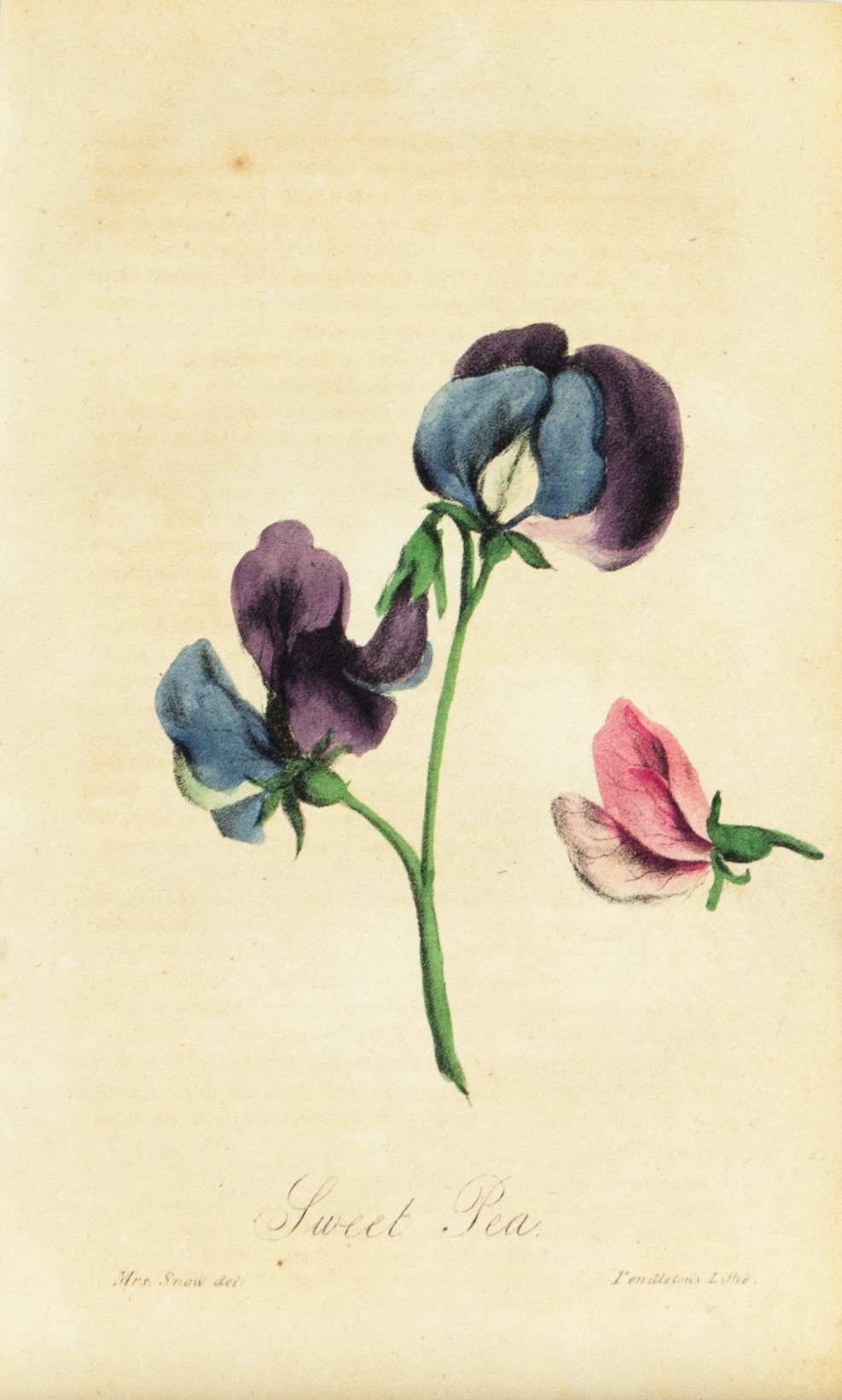 1830 Sweat Pea Flower